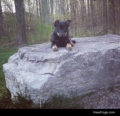 Zeus- German Shepard x Rottweiler
9 weeks old