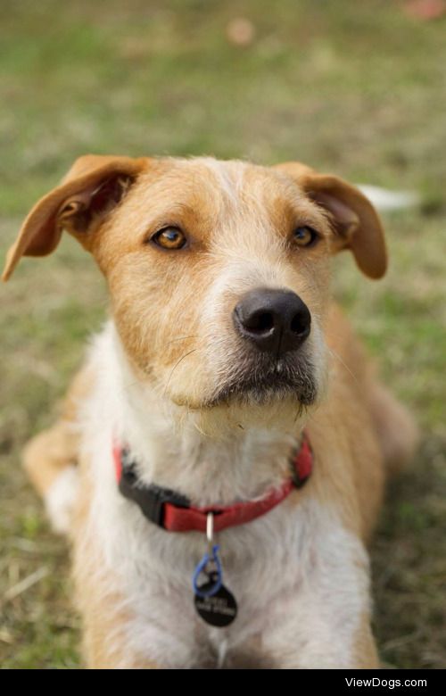 My beautiful Irish wolfhound cross , Declan