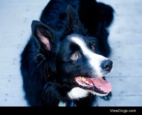 This is Zeke the border collie! He just turned 11.