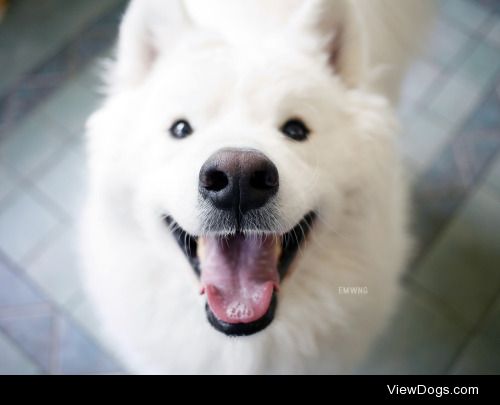 Ivan the samoyed, via emwng.tumblr.com