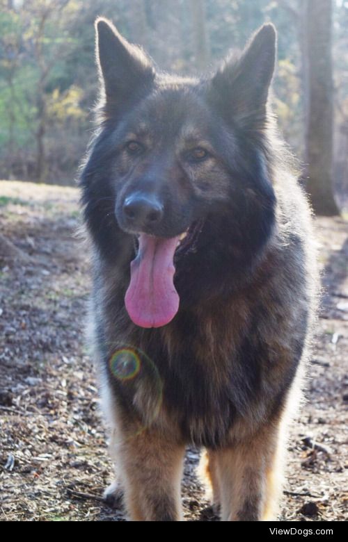 Lucy, the 5 y/o long-haired German Shepherd