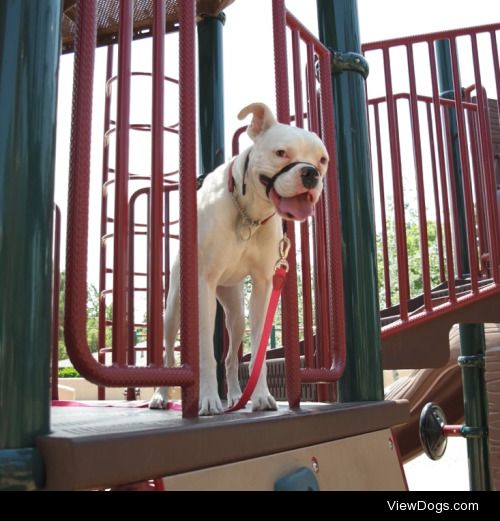 Gertrude, the playground playing white boxer. She’s two…