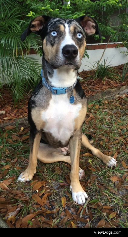 Aiden, my year old catahoula leopard dog