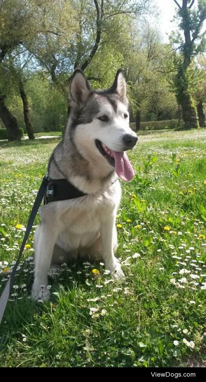 This is my Alaskan Malamute Freya, she is 2 years old :)