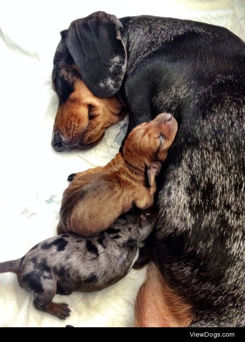 #handsomedogs #puppies&mom #dachshund Oreo and Brandy with…