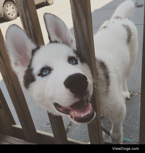 Zeus my Siberian husky, born December 22, 2014. Tumblr:…