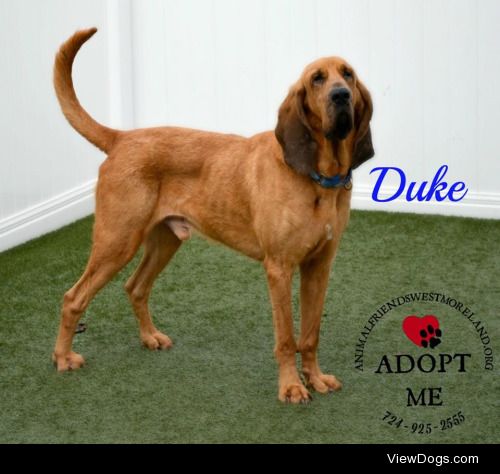 This is Duke, a 5 year old male bloodhound with a great…