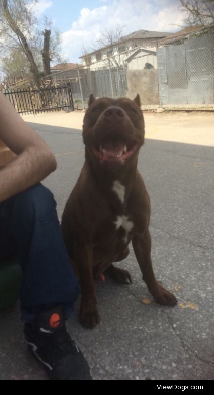 Soldier a 1 year old Pitbull, red nose playing at the park with…