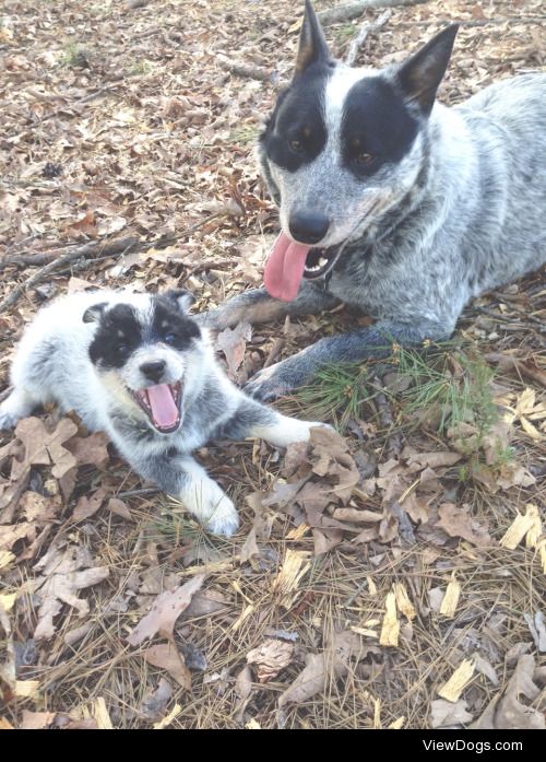 Australian cattle dogs Audie, 8 weeks, and Murphy, 2 years.
