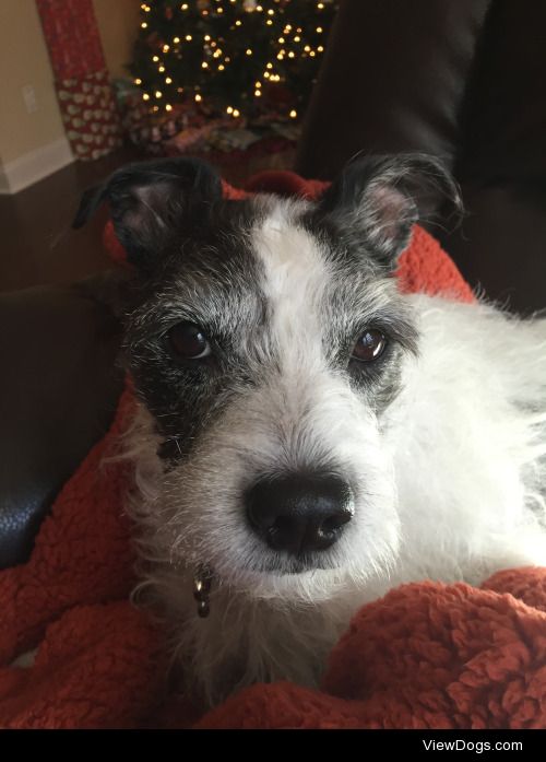 Daisy the terrier mix <3