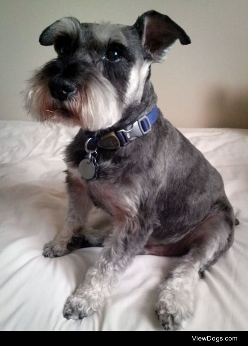 Say hello to Hunter, my nine year old miniature Schnauzer! It…