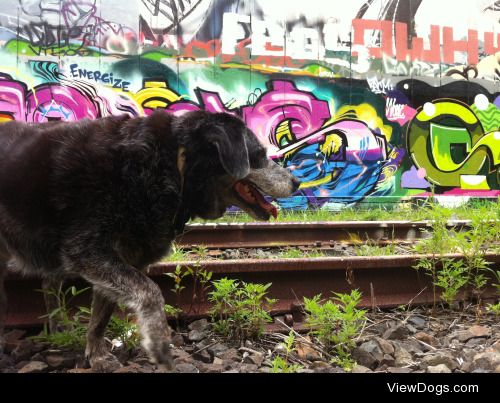 10 year old cattle x, at byron bay Australia. My best mate. He…