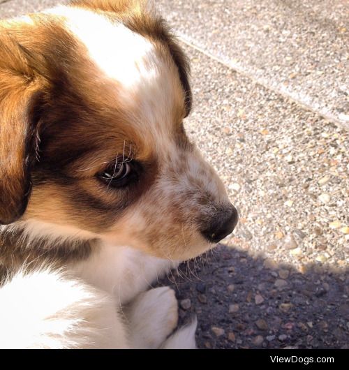 This is Cooper! He’s a 7 week old Red Heeler Cross!