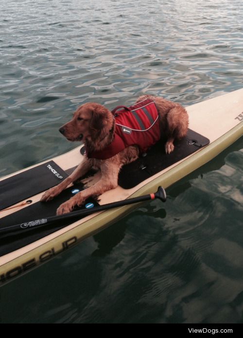 Roxy, 1 year old golden retriever, loves the paddleboard