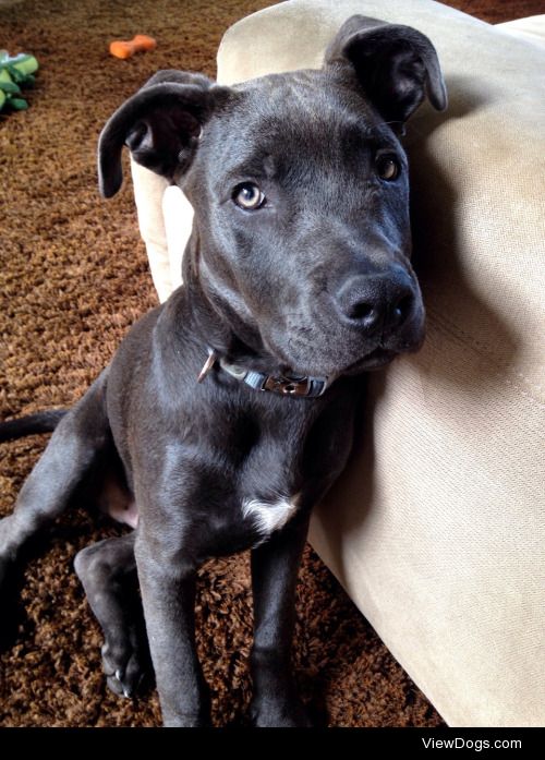 Maverick, a five month old blue nose pitbull / chocolate lab mix