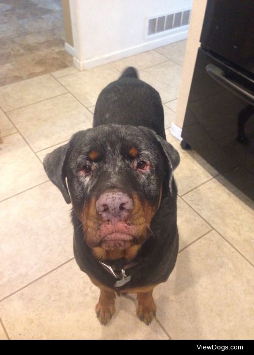 This is Barrett. He is my mother’s two year old Rottie. He was…