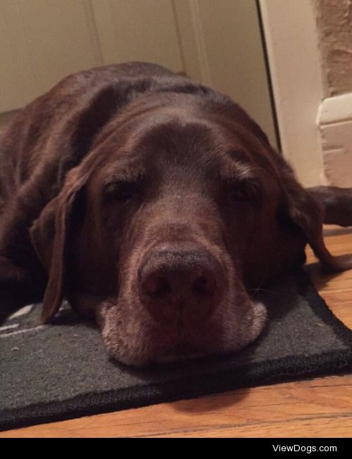 This is Hank, my 13 y/o chocolate lab. He’s the best thing…