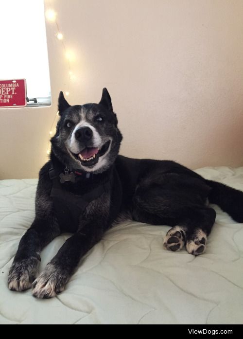 This is my gorgeous elderly husky mix, Skye! She’s very goofy,…