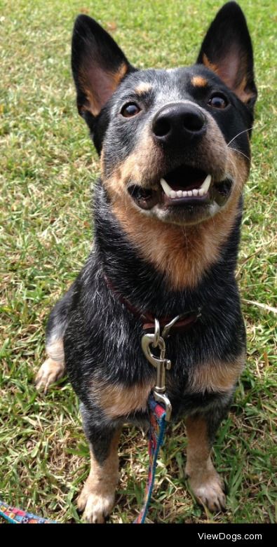 This is my Australian cattle dog foster he’s pretty photogenic…