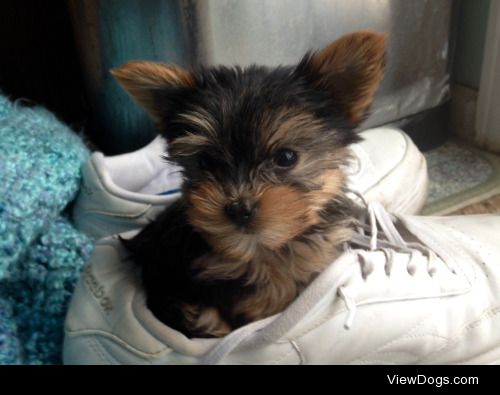 This is our toy yorkie puppy Bella when she was a few weeks old….