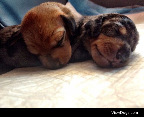#handsomedogs #dachshund #puppies