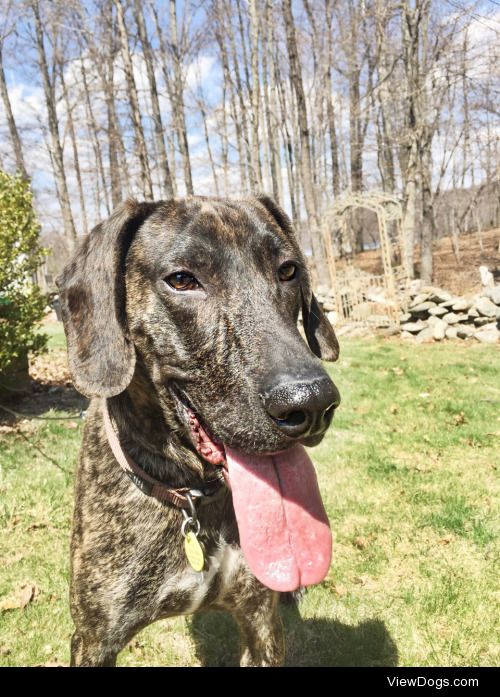 Boone! Our two year old rescued Plott Hound from North Carolina