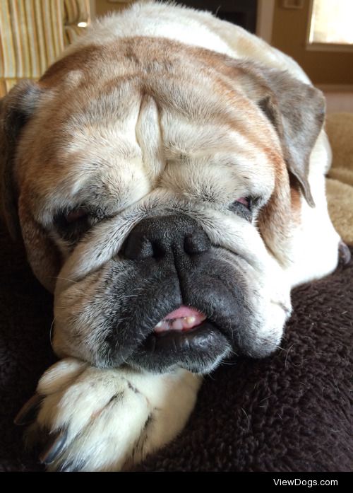 My English bulldog, Bella. I lost her two months ago she was 12….