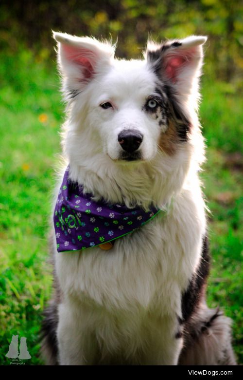 Kai, blue merle Aussie.