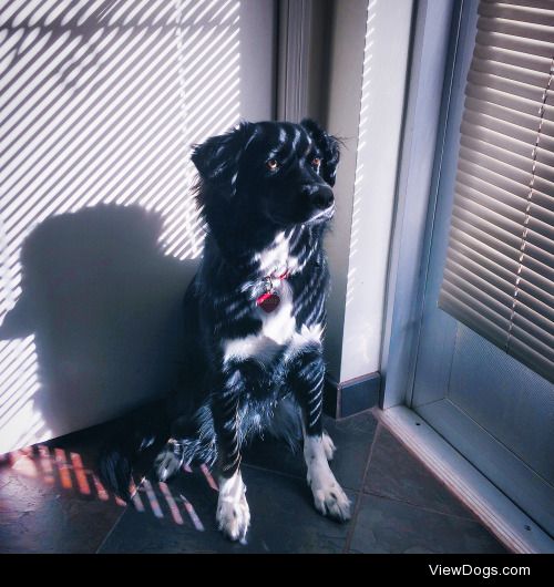 My 2 year old Border Collie/Aus. Shepherd mix, Abbie, pretending…