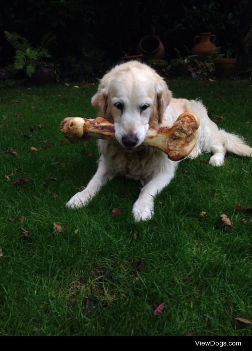 Our beautiful 12yo Golden Retriever, LuLu