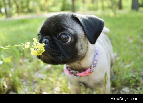 Daisy Belle the pug