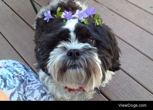 This is Meeka she loves her flower crowns