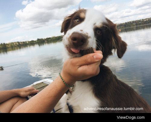 Hi Handsomedogs! Meet Charlie the Aussie puppy #tongueouttuesday…
