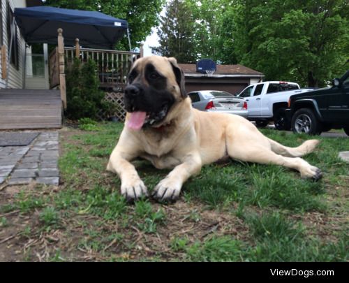 Molly 4 y/o English Mastiff