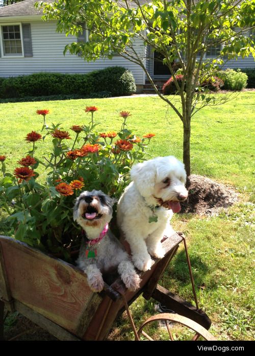 this are my two dogs Casey (miniature schnauzer, 14 y/o) and…