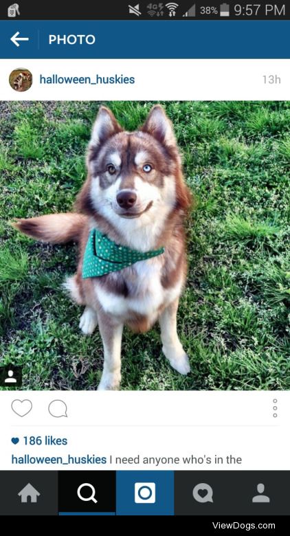 itsybitsysleddogs:

6woofs:dashsmom:

hotdiggitydog-blog:

itsybi…