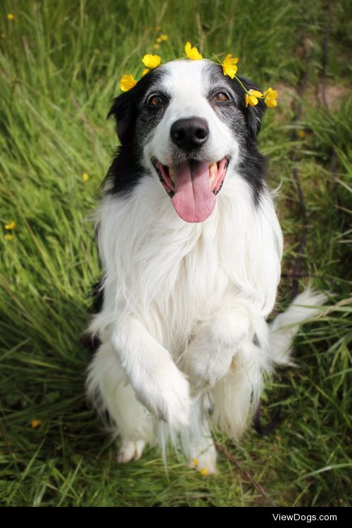 megpricephotography:

Just Barney being cute :)