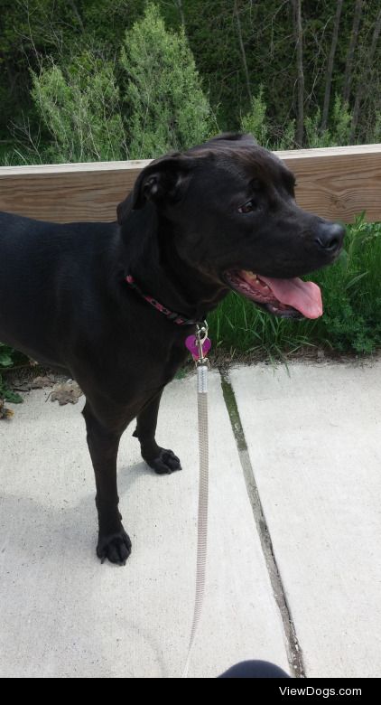 This is Gaia, my happy Lab/Boxer mix. I’ve had her for almost 4…