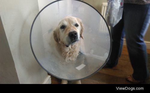 Glen seems pretty chuffed with his Cone of Shame. He’s a silly…