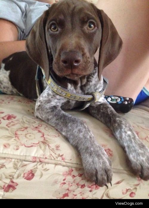 This is Leo, my lil baby German short haired pointer around 5…