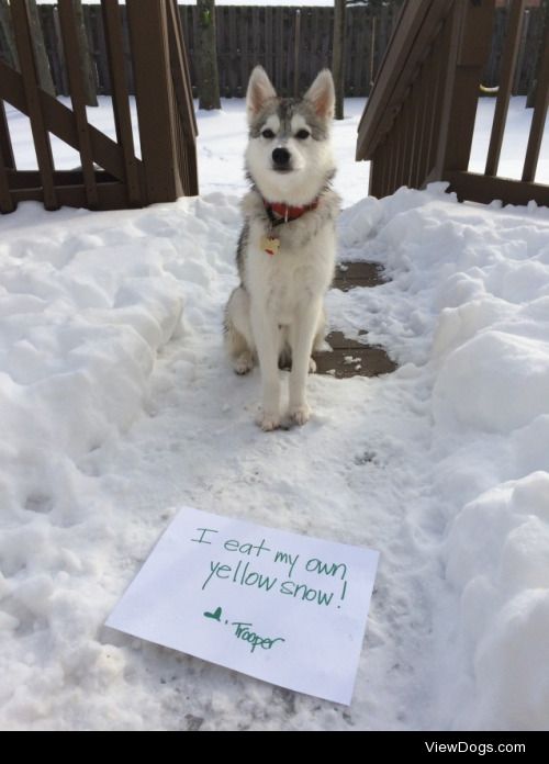 I eat my own yellow snow!

My name is Trooper and I’m an…