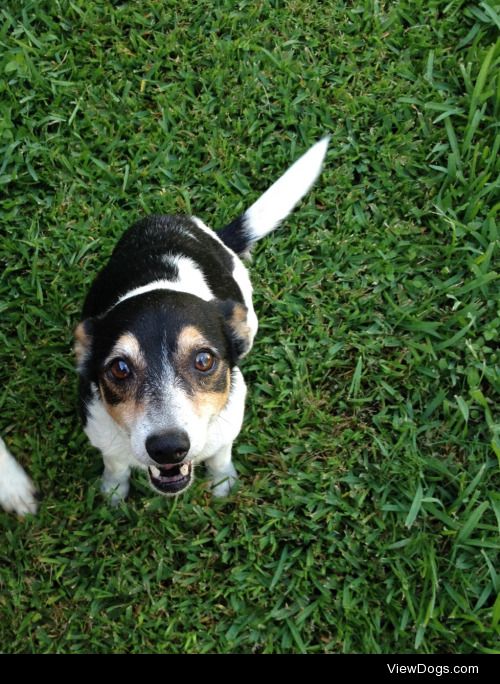 Meet Snoopy, a 9 year old Rat Terrier mix! :)