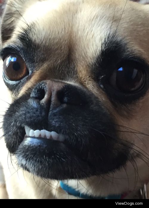 Look at my teef!
Follow Penelope the Chug…