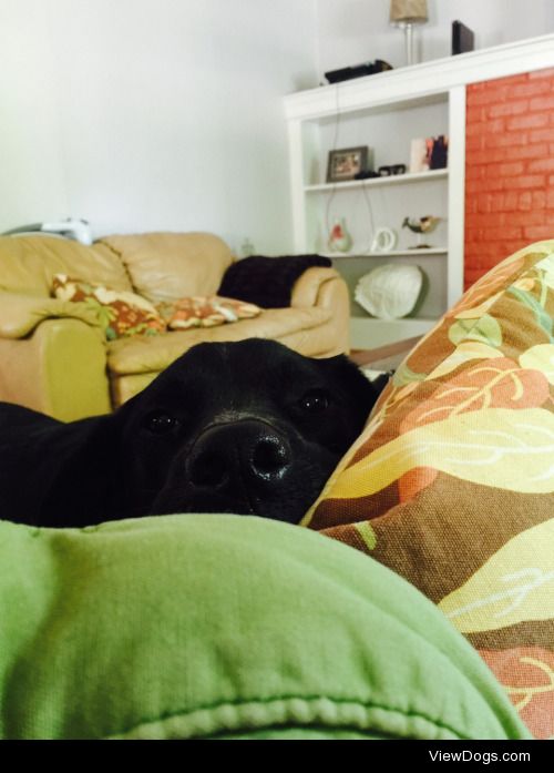 Pickles attacking the pillow fort