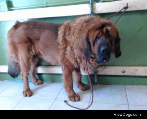Biggest dog in shelter: Leonberger so sad doesn’t even…