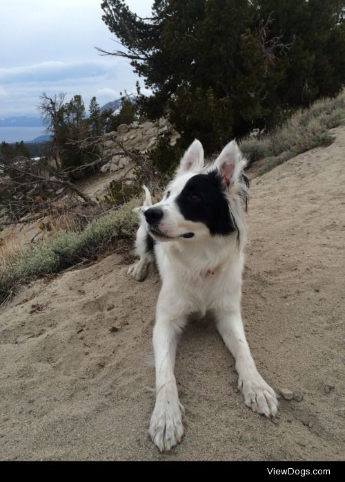 Brax, a border collie pup !