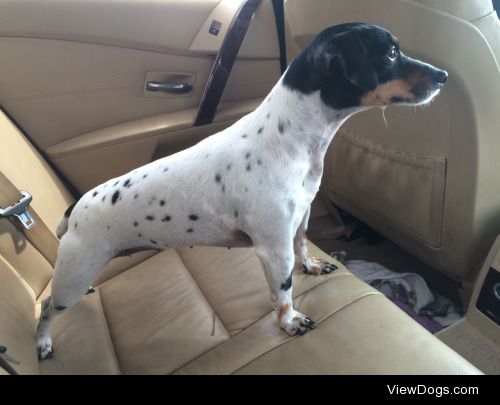 Carly the Parson Russell Terrier.