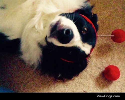 My 3 ½ year old border collies Max and Monty (in red). They were…