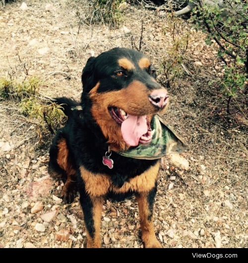 This is my handsome 2-year old Rottweiler/Lab mix. Love you Sam…