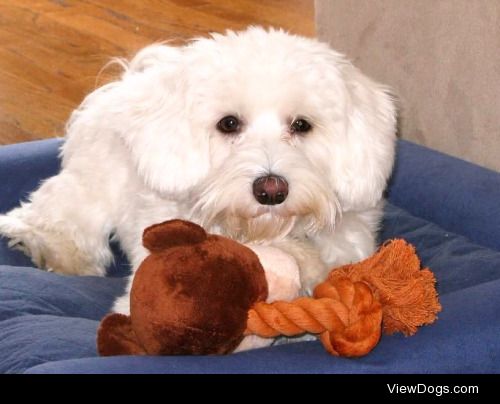 cotton with his favorite toy